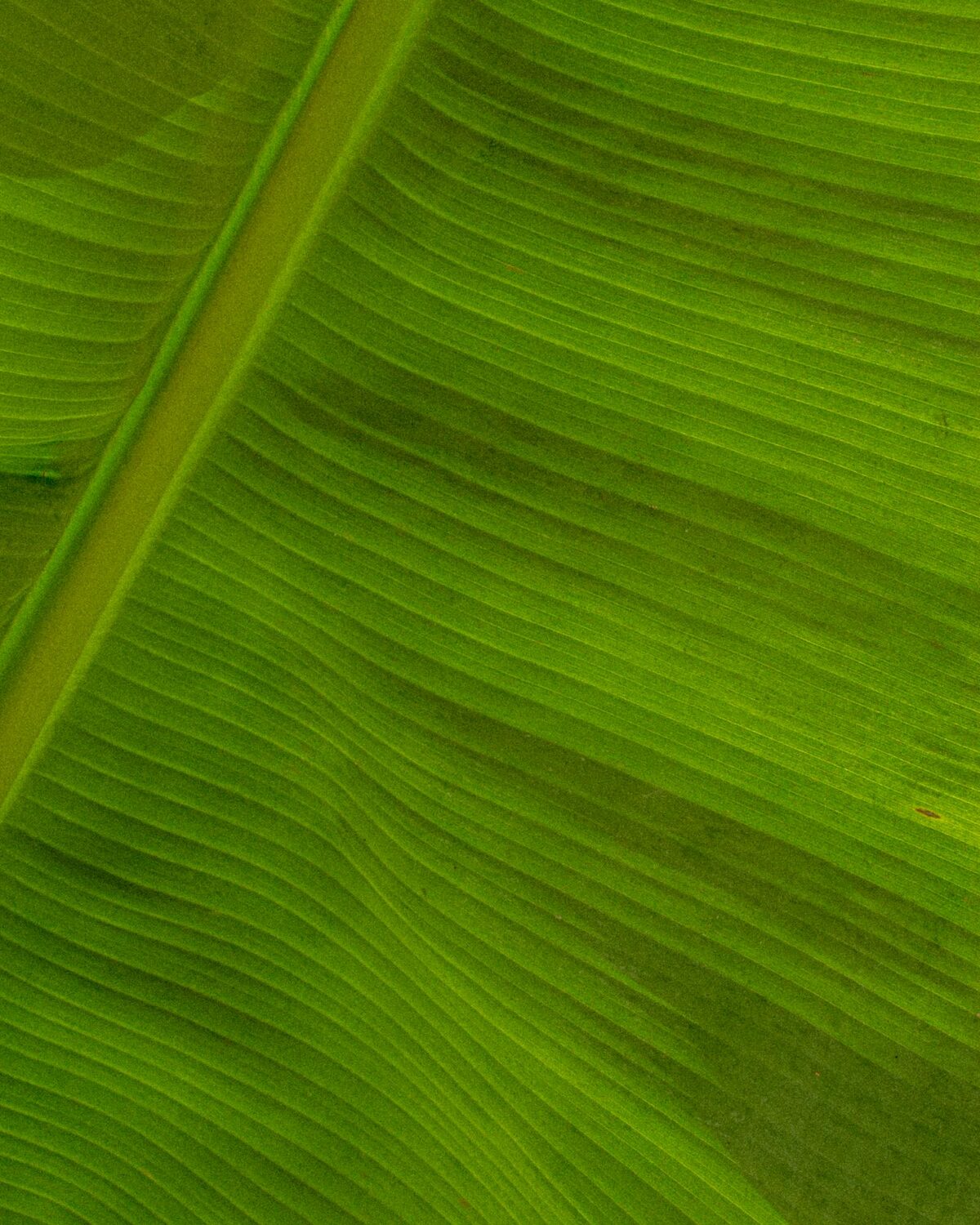 Real banana leaf — Sip Sustain raw material